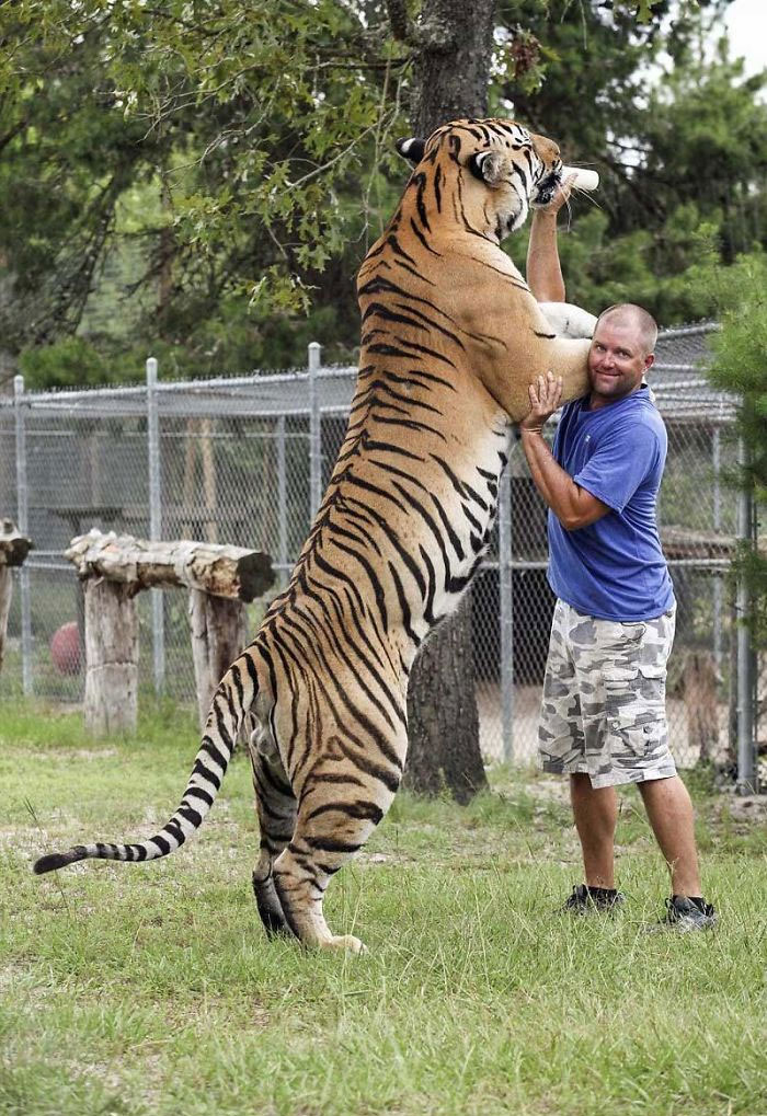 A Siberian Tiger With A Man For Scale