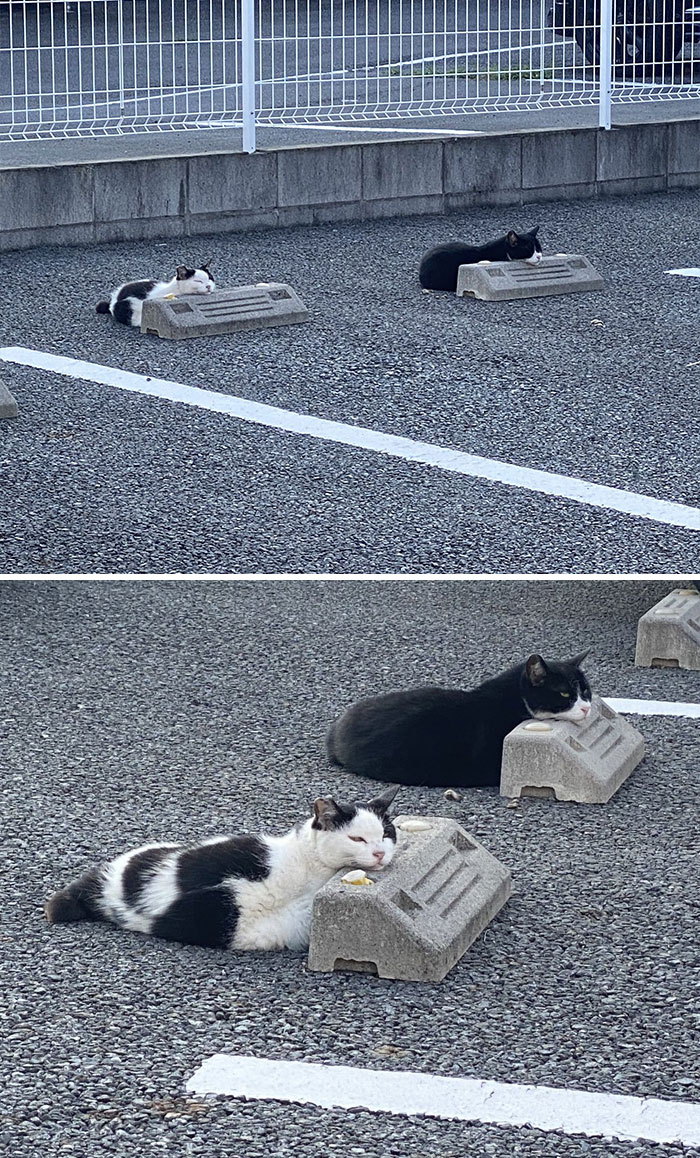 Cats-Sleeping-Parking-Lot-Curves