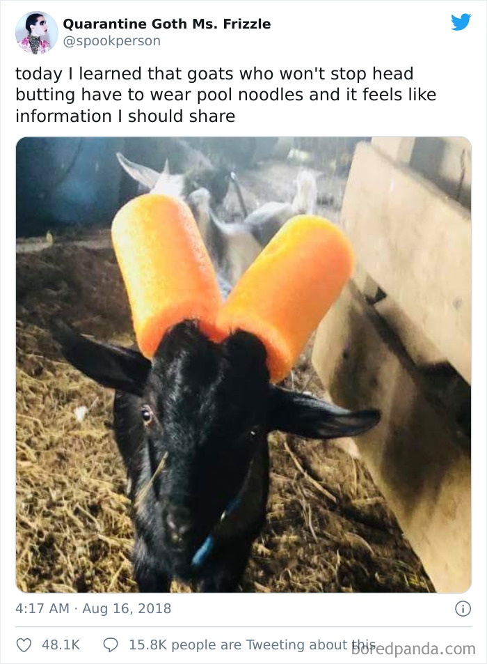 Safety System For Goats