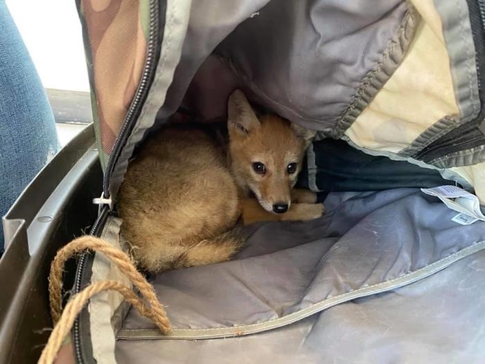Canadian Saves Coyote Pup From Drowning And Lets Him Tag Along For A 10-Day Raft Ride