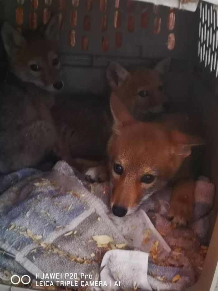 Canadian Saves Coyote Pup From Drowning And Lets Him Tag Along For A 10-Day Raft Ride