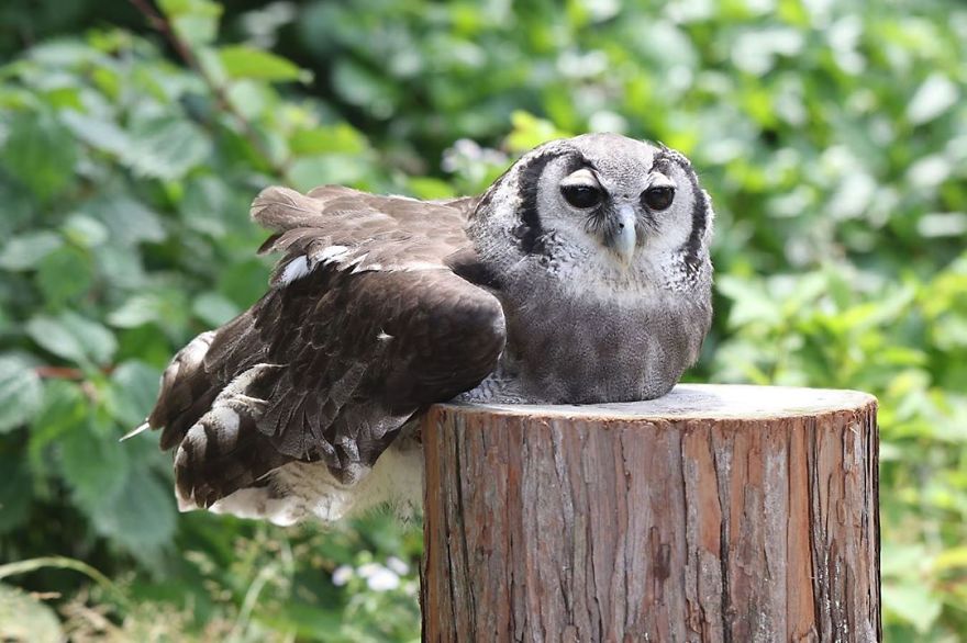 An Owl Named Calula ‘Hugs’ A Log And Leaves The Internet Wondering Why