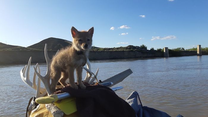 Este canadiense salvó a un cachorro de coyote de ahogarse, y se lo llevó con él durante su viaje en balsa de 10 días