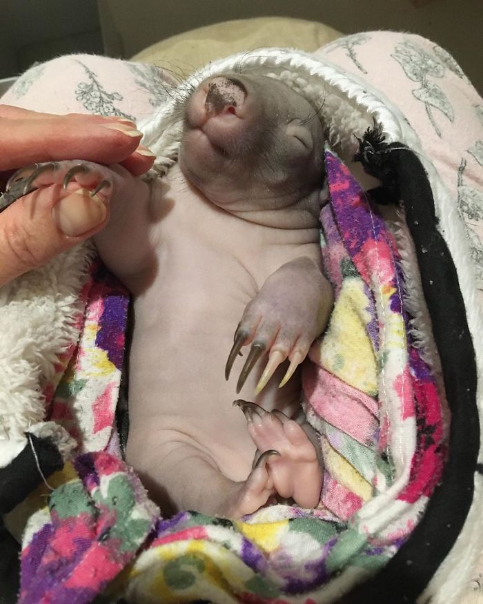 Mały wombat
