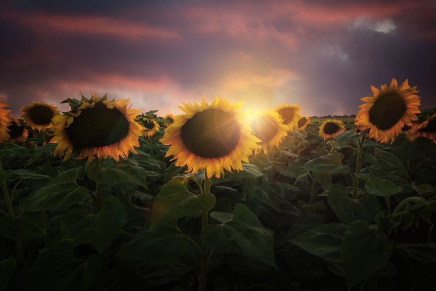 Gorgeous Sunset In The Sunflower Field