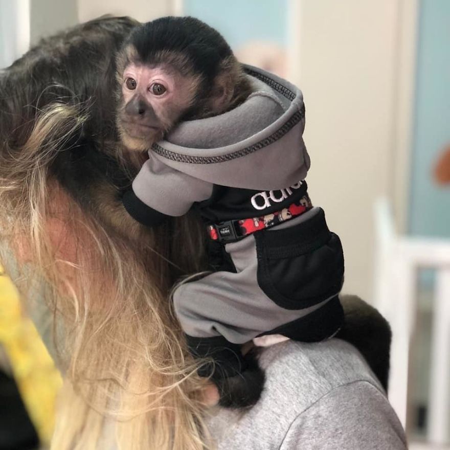 Serving Our Community Through New-Born Baby Capuchin Monkeys And Monkey Services! Serving Our Community Through New-Born Baby Capuchin Monkeys And Monkey Services!