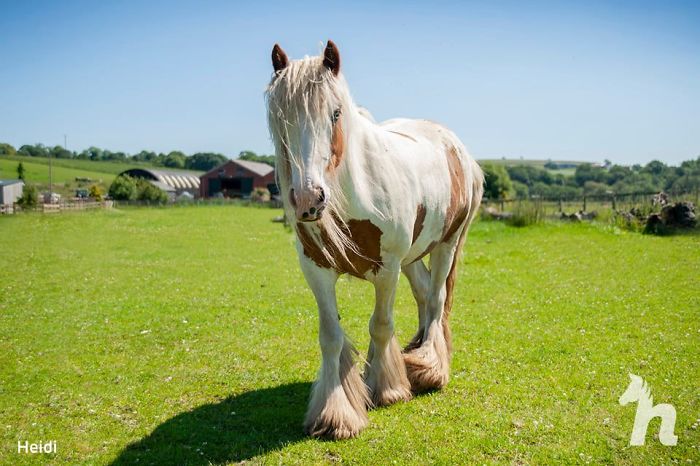 Volunteers 'Shocked' To See This 'Dead' Horse Still Alive Nurse It Back To Health And The Transformation Is Incredible