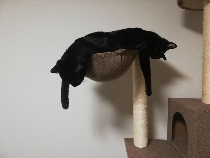 40 Times People Caught Their Cats Sleeping Together In Such Weird Positions, They Just Had To Share The Pics Online