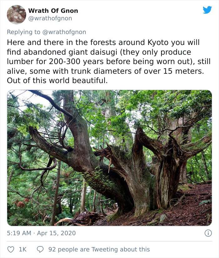 Apparently, This Ancient Japanese Technique From The 14th Century Allows People To Produce Lumber Without Having To Cut Down Trees