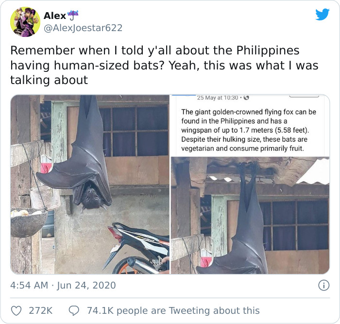 People Are Horrified Over This Enormous 'Human-Sized' Bat