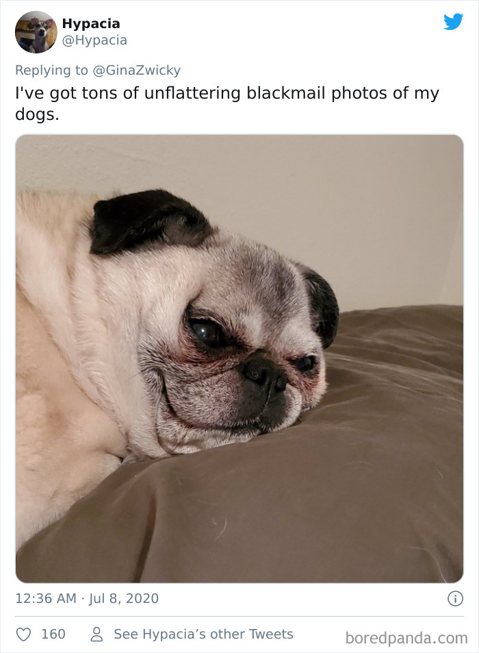Ugly-Pictures-Of-Pets