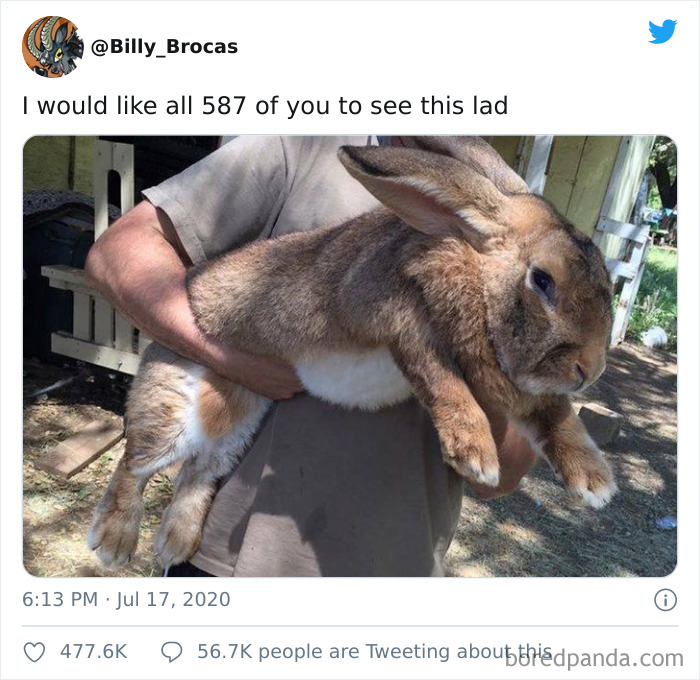 Conejo enorme