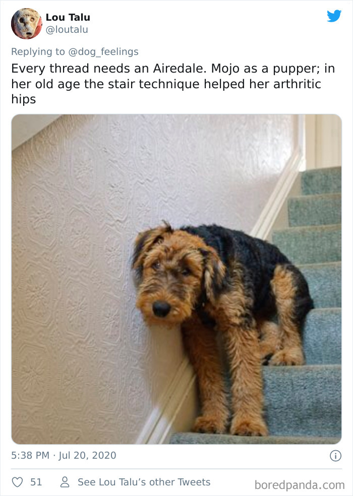 The-Rarest-Sit-Dogs-Stairs-Thoughts-Of-Dog