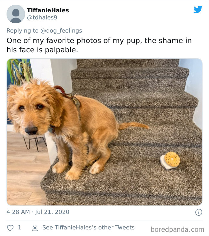 The-Rarest-Sit-Dogs-Stairs-Thoughts-Of-Dog
