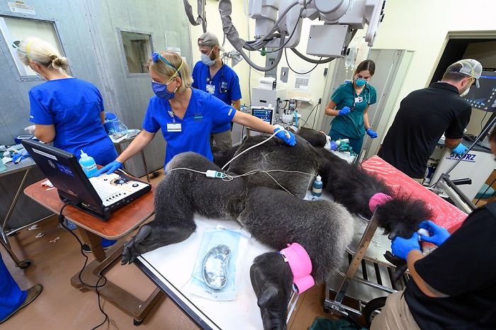 Images Of 433-Pound Gorilla Taking A COVID-19 Swab Test, Among Other Procedures, Got The Internet Buzzing (25 Pics)