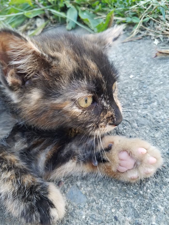 Just Found This Cute Gal, Meet Kitty!