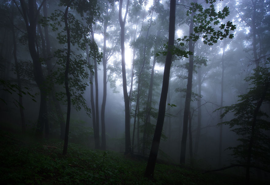 The Most Epic Misty Forest I've Seen
