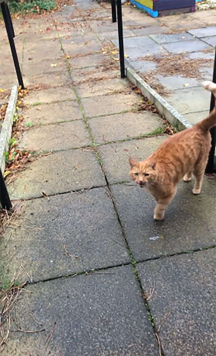 The Friendly Neighbour Cat Came For His Daily Dose Of Ham