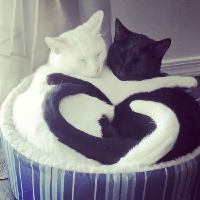 People Are Posting Cats Sleeping Together In The Weirdest Positions And Forming New Shapes (63 Pics)