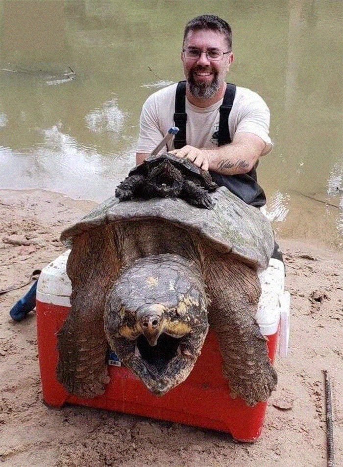 A Full Size Snapping Turtle Compared To What Most People Think Is A Full Size Snapping Turtle