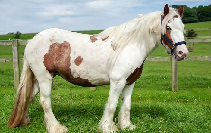 Volunteers 'Shocked' To See This 'Dead' Horse Still Alive Nurse It Back To Health And The Transformation Is Incredible