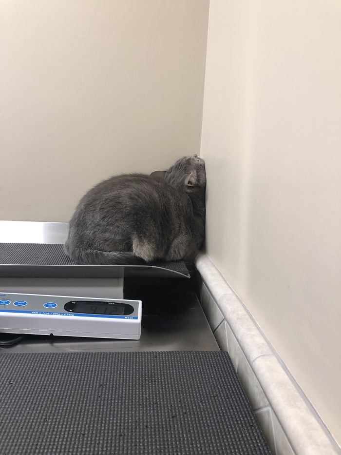 I'm Hiding From The Vet. They'll Never See Me Here Because I Can't See Them