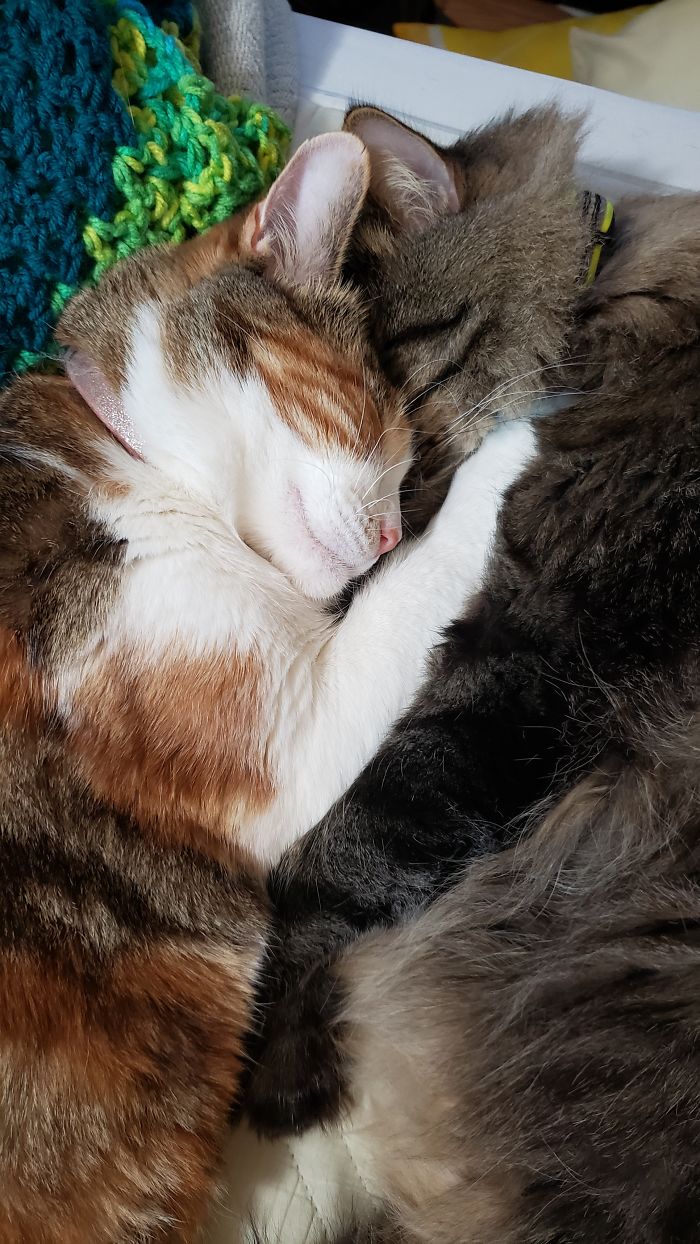 Trixie & Rex. While Awake, They Either Ignore Each Other Or Fight. But They Do Like Cuddling. Usually, Rex Holds On To Trixie, But He's Not Feeling Well Today, So She's Holding On To Him.