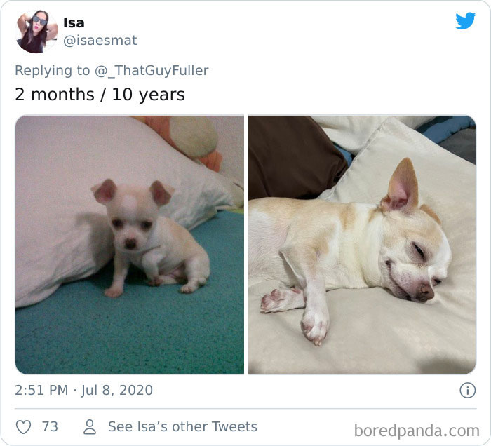 People-Share-Dog-Photos-Then-And-Now