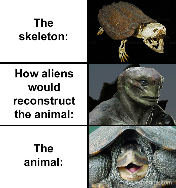 Skull-How-Aliens-Would-Reconstruct-Animal-Meme