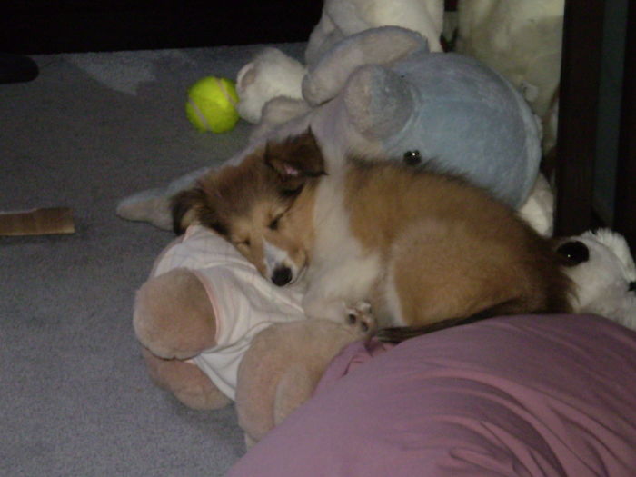 2 Months Old Jazz " I'll Just Hide Here Among Mom's Toys, She'll Never Notice"