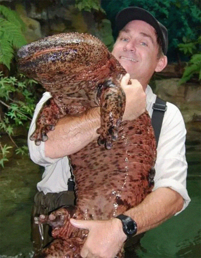 The Critically Endangered Giant Chinese Salamander (Largest Salamander And Amphibian In The World). It Apparently Sometimes Smells Like Pepper And Makes Noises That Sound Like Small Children. Scientist For Size