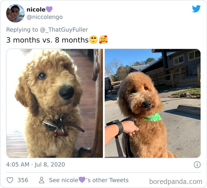People-Share-Dog-Photos-Then-And-Now