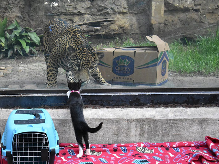 These Shelter Pets Were Taken On A Field Trip To Meet Their Exotic Relatives At The Local Zoo
