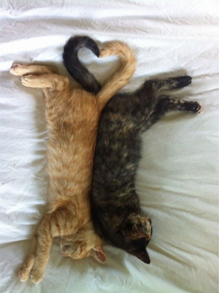 40 Times People Caught Their Cats Sleeping Together In Such Weird Positions, They Just Had To Share The Pics Online