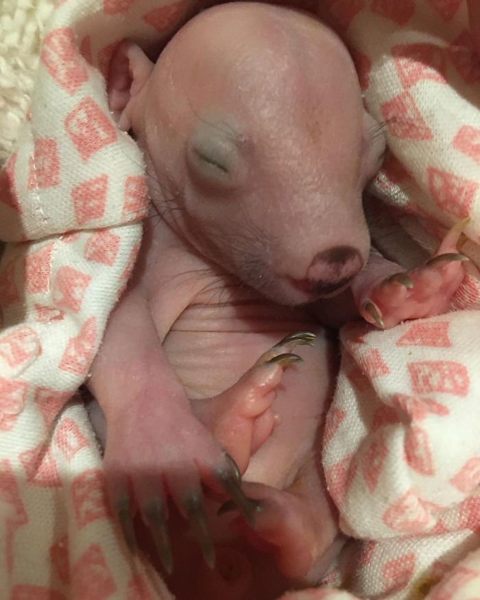 An Orphaned Baby Wombat Was Found In Her Dead Mother's Pouch Weighing Just 120 Grams, Got Rescued