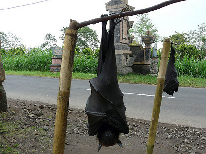 People Are Horrified Over This Enormous 'Human-Sized' Bat