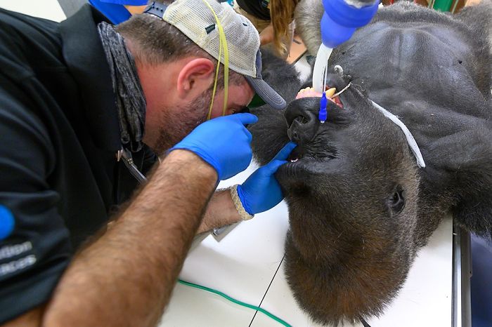 Images Of 433-Pound Gorilla Taking A COVID-19 Swab Test, Among Other Procedures, Got The Internet Buzzing (25 Pics)