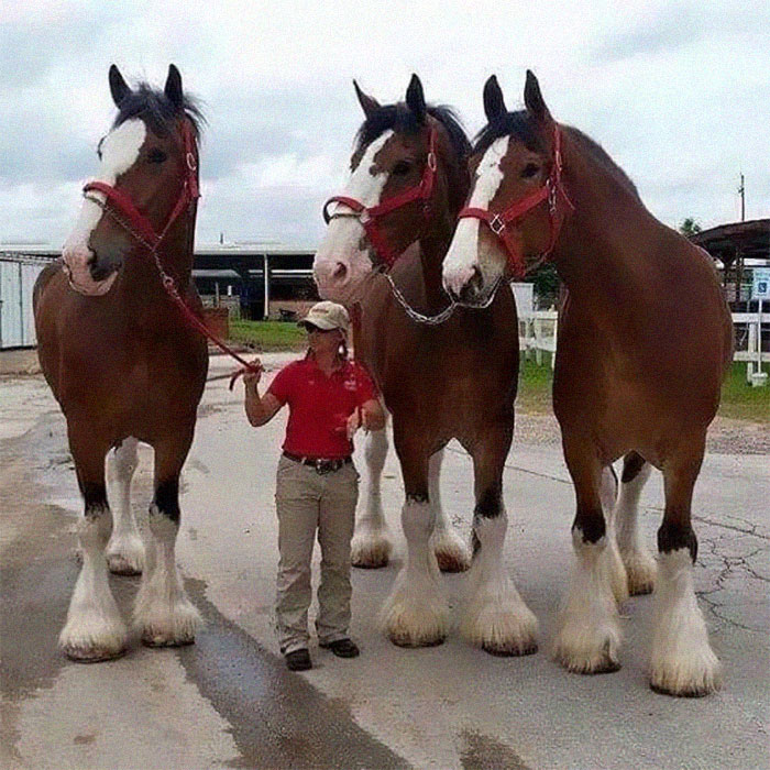I Never Knew What Absolute U N I T S Clydesdales Are Until I Saw This Picture
