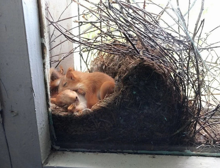 These Squirrels Are Using The Side Of This Window For Part Of Their Nest