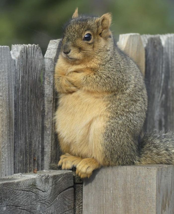 50 Posts To Remind Us How Awesome Squirrels Are | Bored Panda