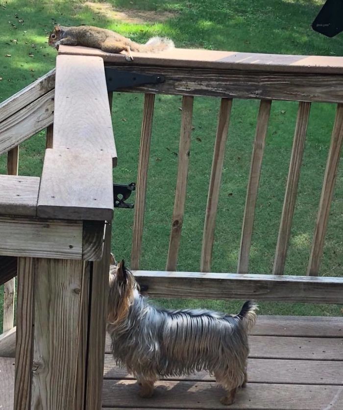 My Aunt Told Her Dog There Was A Squirrel On The Deck, But The Dog Couldn't Find It