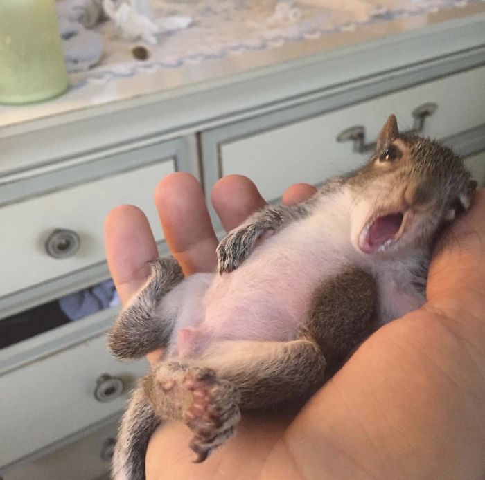 Milk Drunk Baby Squirrel