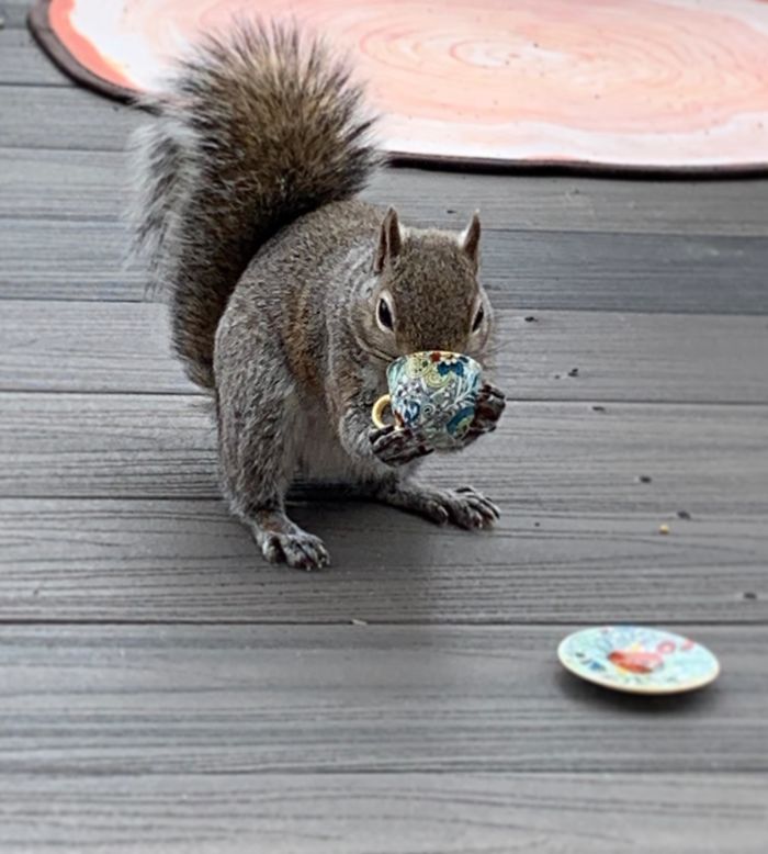 I Filled A Tiny Tea Cup With Some Walnuts For My Squirrel Friend