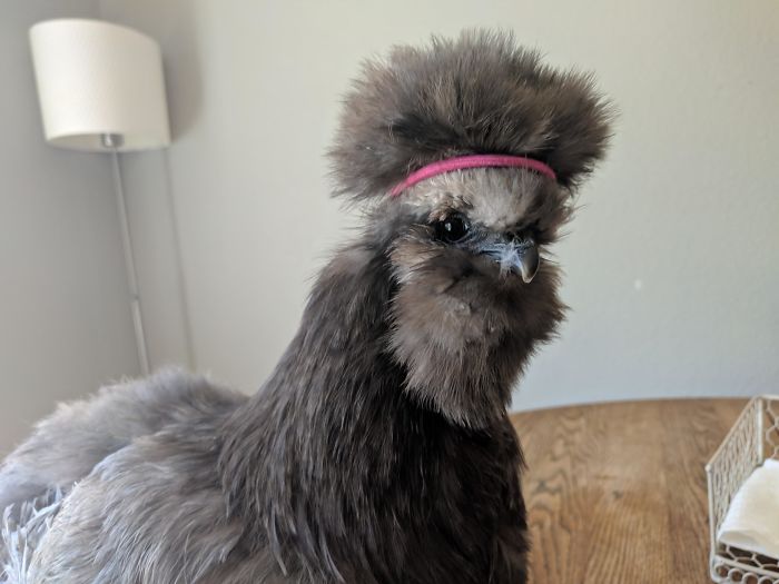 A Friend's Chicken Needs A Hairband For Its Chicken-Fro