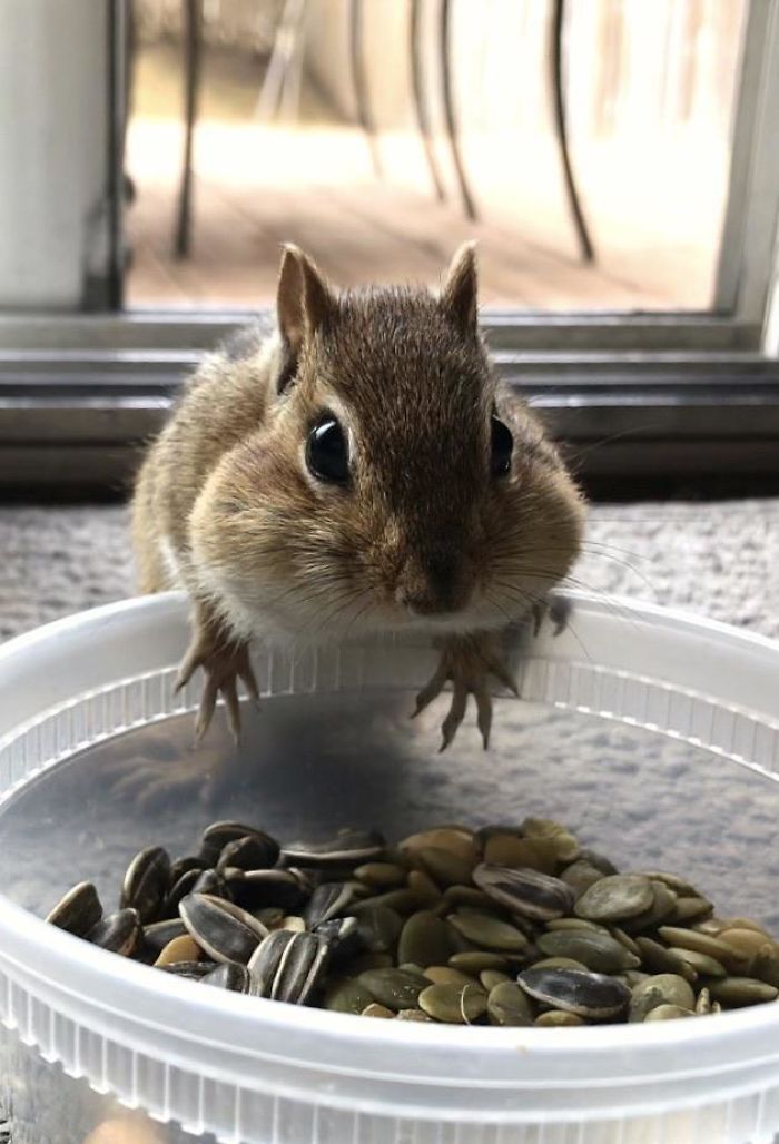 Chippy Loves His Seeds