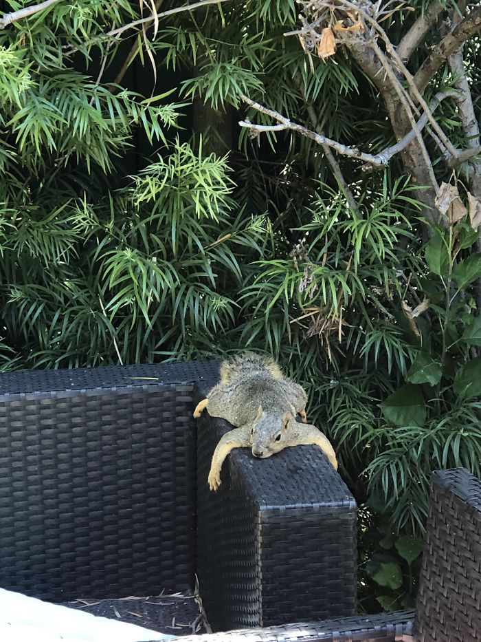 This Squirrel In My Backyard Is Very Relatable