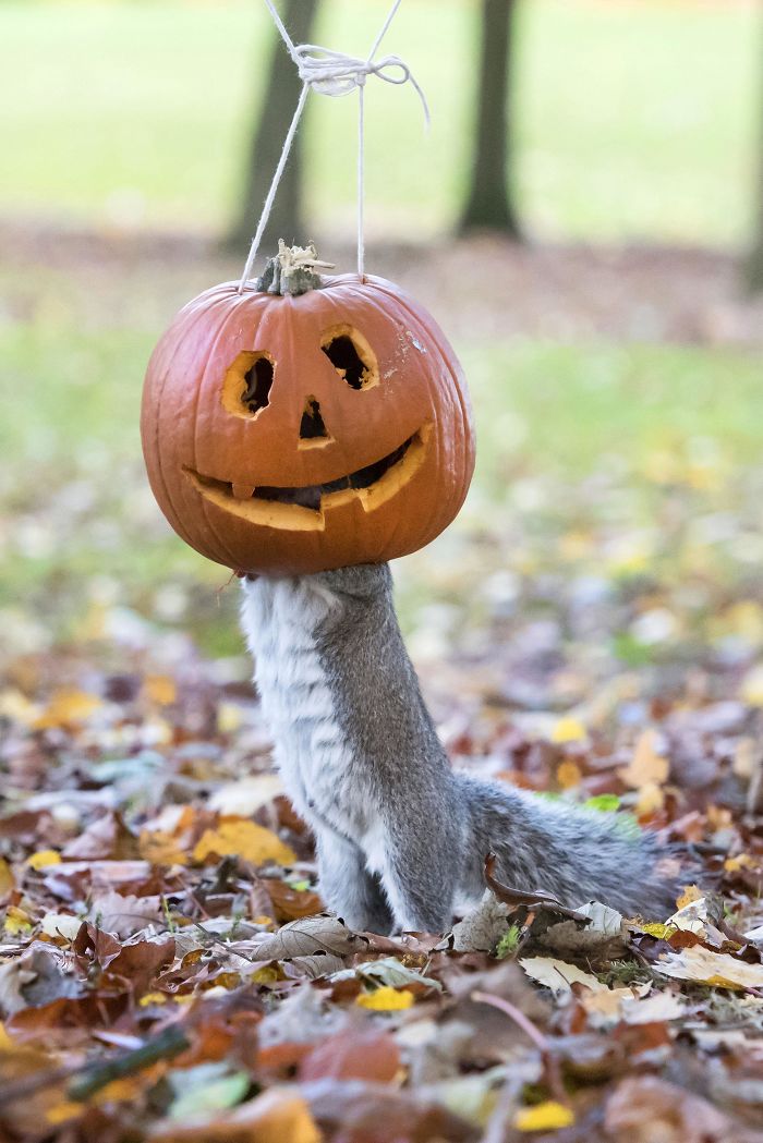 I Managed To Get A Squirrel To Put A Pumpkin On His Head