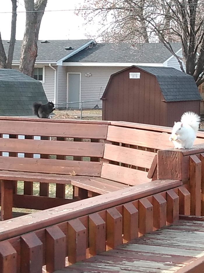 A Black Squirrel And An Albino Squirrel Eating Together In Harmony