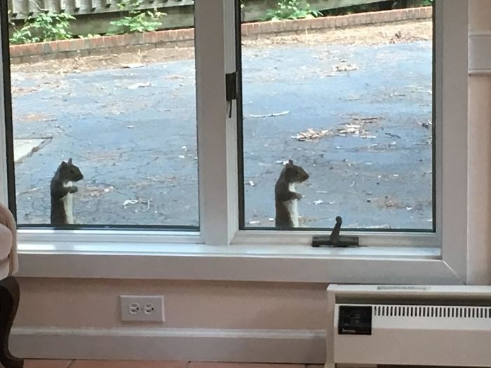 Two Squirrels Making The Same Pose At My Window