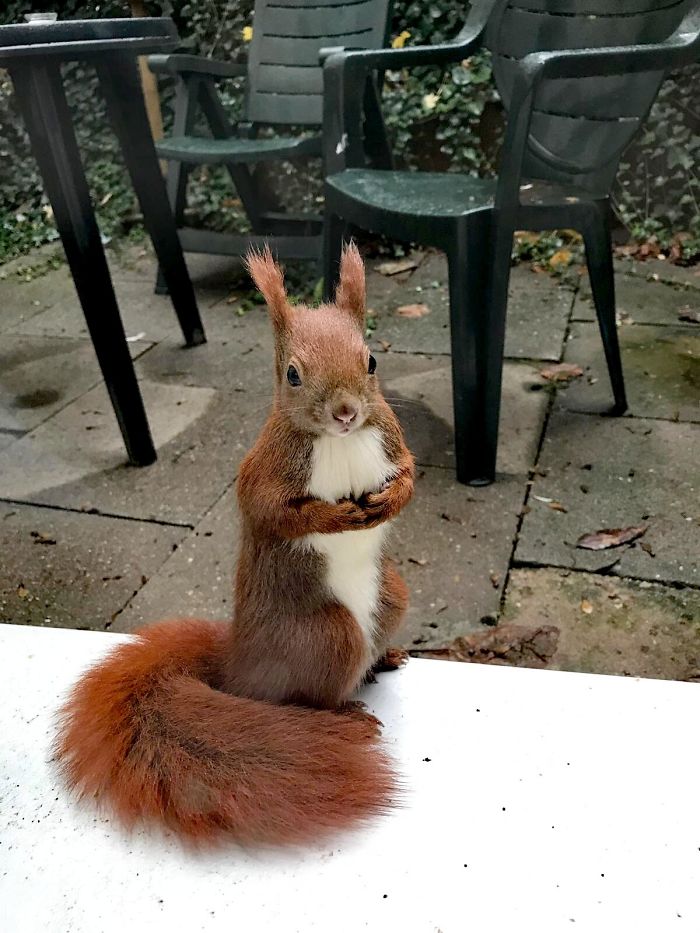 He Is My Sister-In-Law's Outdoor Pet And He Visits Her Hairstylists For Nuts